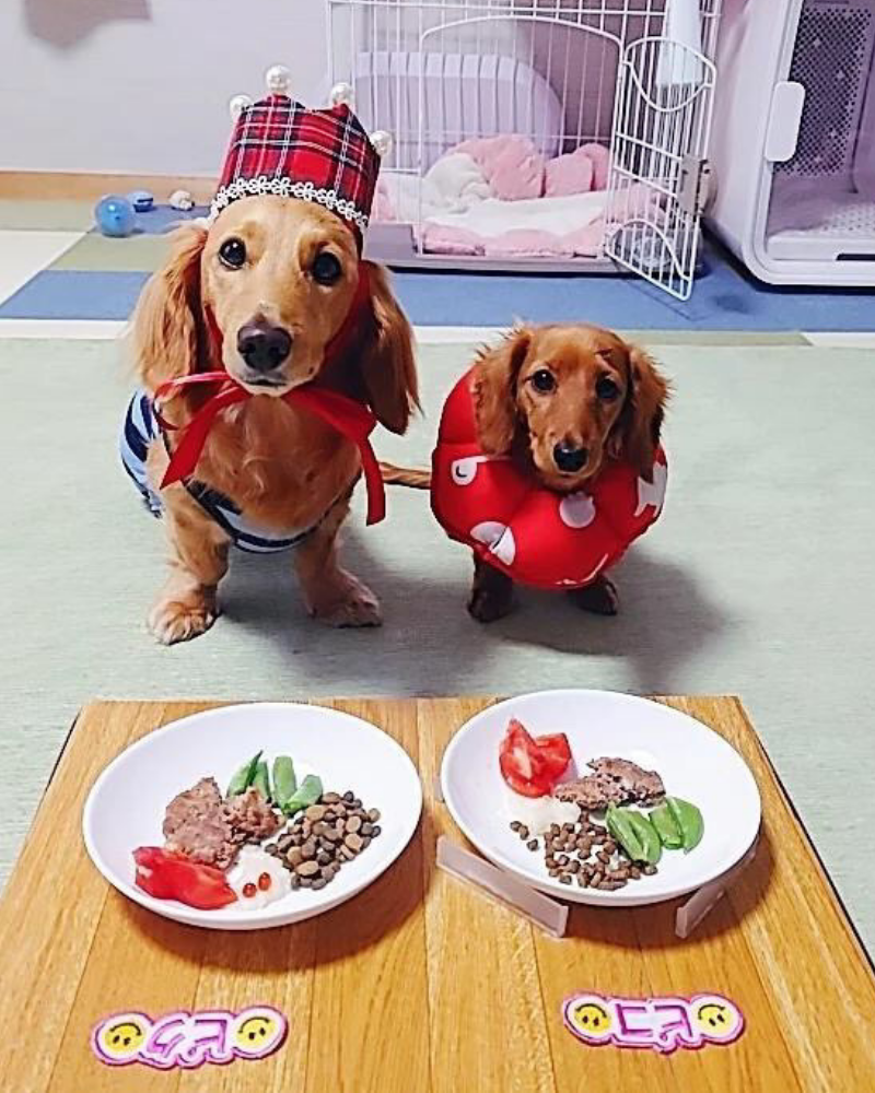 鹿肉ハンバーグ 50g