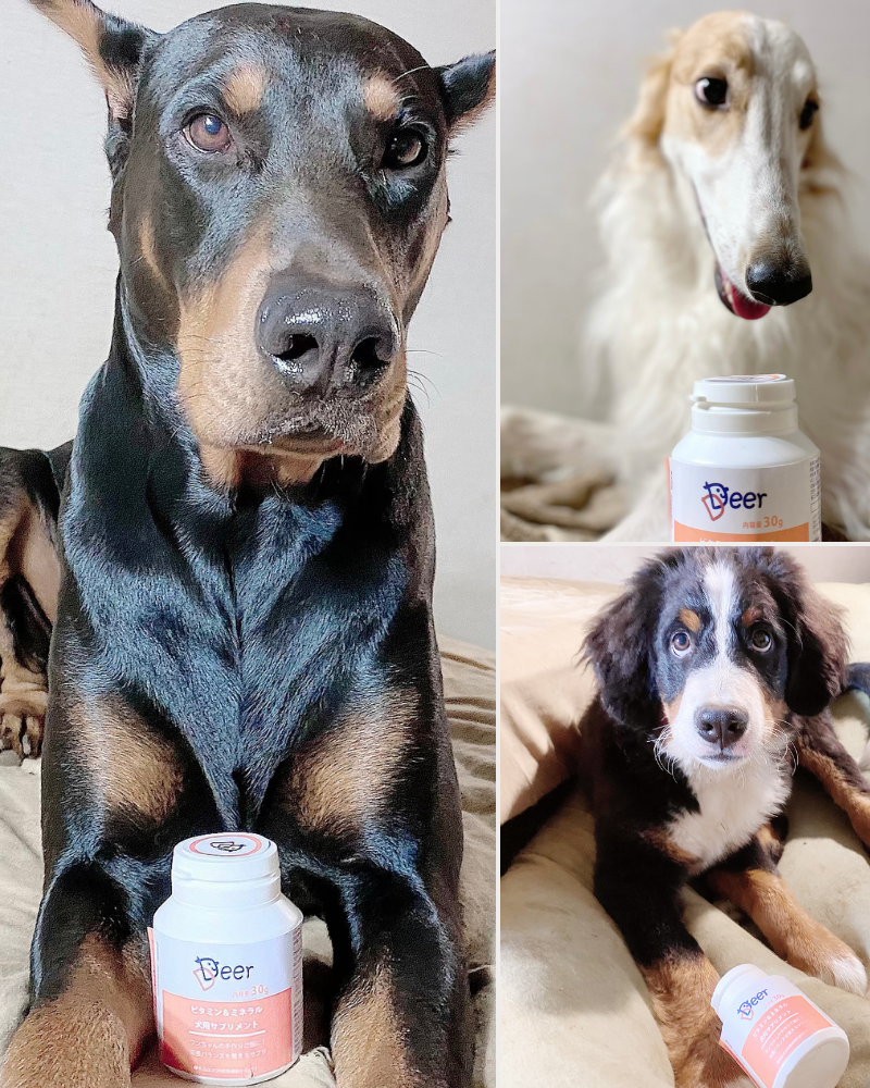 犬用サプリメント ビタミン&ミネラル(粉末) 100g